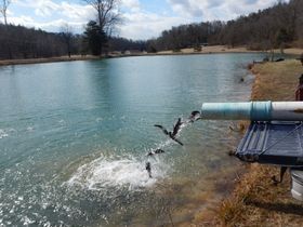 FishStocking.jpeg